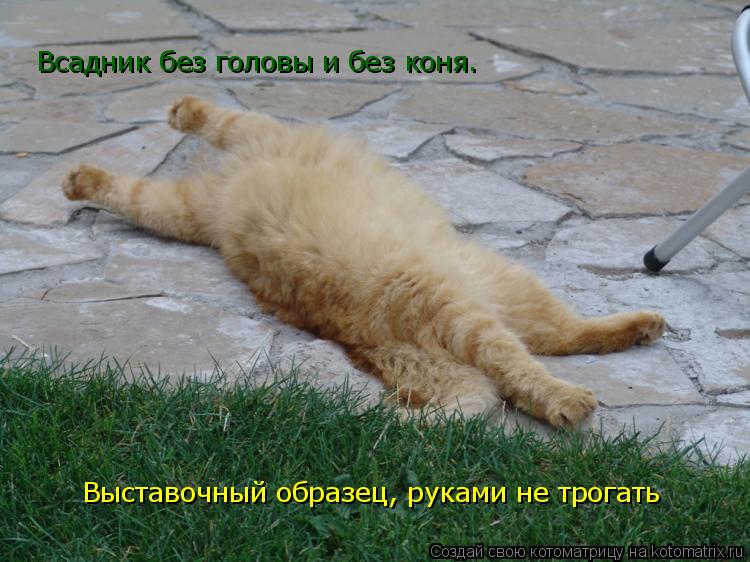 Котоматрица: Всадник без головы и без коня. Выставочный образец, руками не трогать