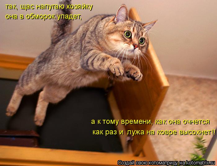 Котоматрица: так, щас напугаю хозяйку она в обморок упадет, а к тому времени, как она очнется как раз и  лужа на ковре высохнет!!