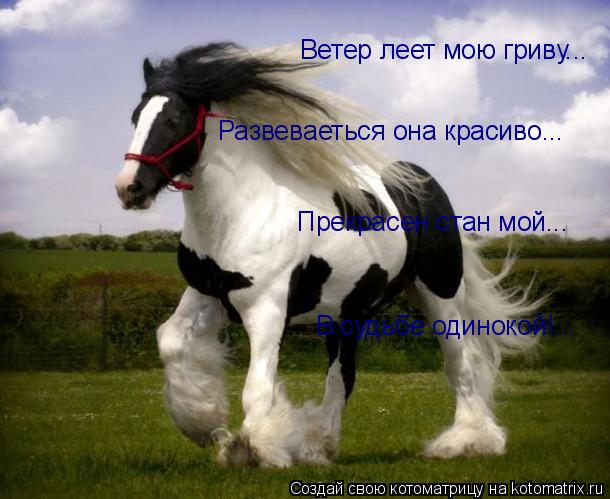 Котоматрица: Ветер леет мою гриву... Развеваеться она красиво... Прекрасен стан мой... В судьбе одинокой!...