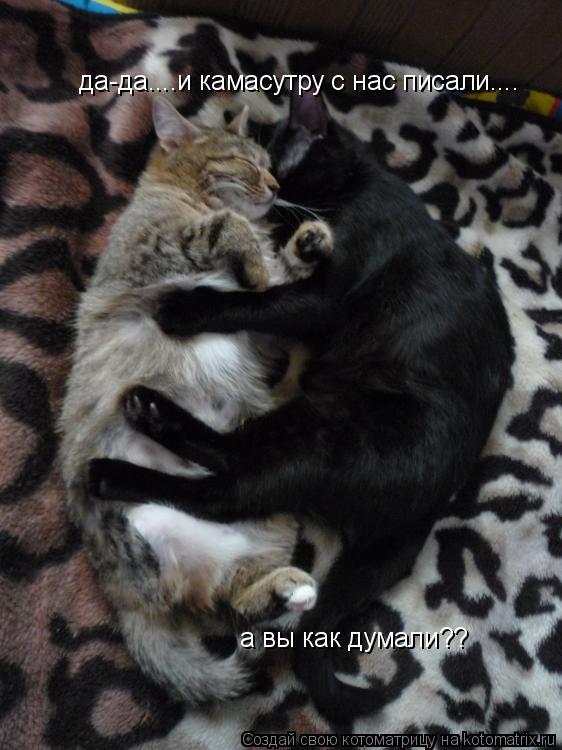 да-да....и камасутру с нас писали.... а вы как думали??... Котоматрица: да-да....и камасутру с нас писали.... а вы как думали??