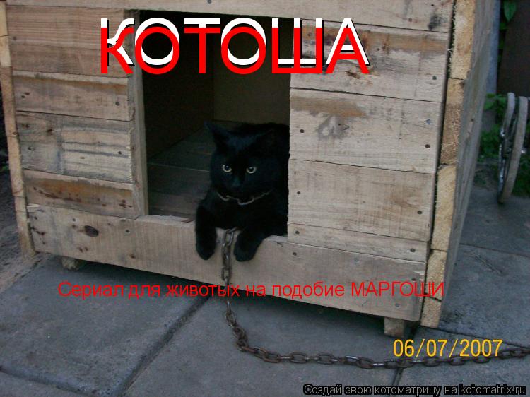 КОТОША КОТОША Сериал для животых на подобие МАРГОШИ... Котоматрица: КОТОША КОТОША Сериал для животых на подобие МАРГОШИ