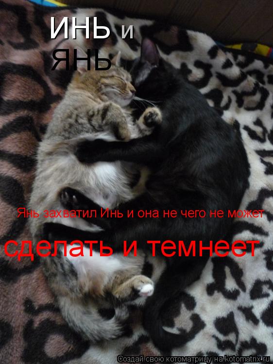 Котоматрица: ИНЬ  и ЯНЬ Янь захватил Инь и она не чего не может  сделать и темнеет