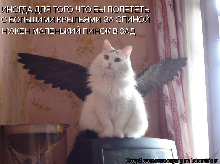 Котоматрица: ИНОГДА ДЛЯ ТОГО ЧТО БЫ ПОЛЕТЕТЬ  С БОЛЬШИМИ КРЫЛЬЯМИ ЗА СПИНОЙ НУЖЕН МАЛЕНЬКИЙ ПИНОК В ЗАД.