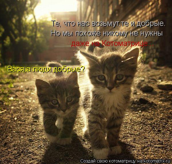 Вася,а люди добрые? Те, что нас возьмут,те и добрые. Но мы похоже никому не нужны даже на Котоматриц... Котоматрица: Вася,а люди добрые? Те, что нас возьмут,те и добрые. Но мы похоже никому не нужны даже на Котоматрице...