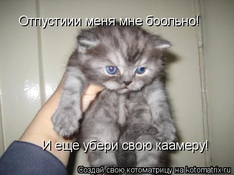 Отпустиии меня мне боольно! И еще убери свою каамеру!... Котоматрица: Отпустиии меня мне боольно! И еще убери свою каамеру!