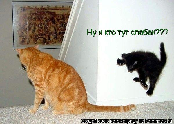 Ну и кто тут слабак???... Котоматрица: Ну и кто тут слабак???