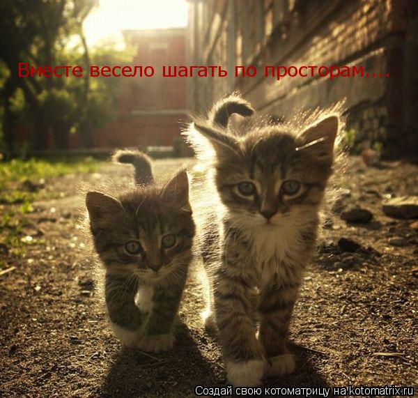 Вместе весело шагать по просторам....... Котоматрица: Вместе весело шагать по просторам....