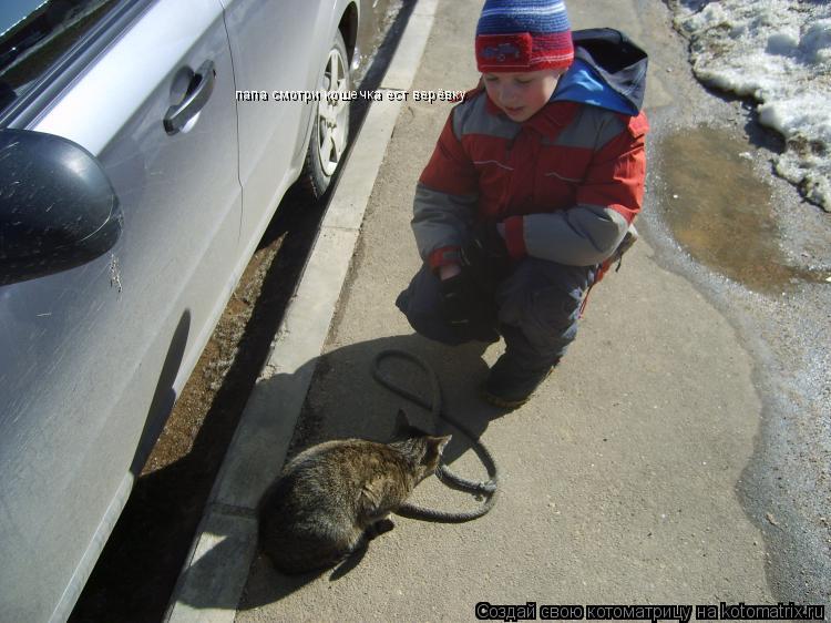 папа смотри кошечка ест верёвку... Котоматрица: папа смотри кошечка ест верёвку