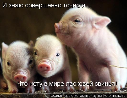И знаю совершенно точно я Что нету в мире ласковей свинья!... Котоматрица: И знаю совершенно точно я Что нету в мире ласковей свинья!