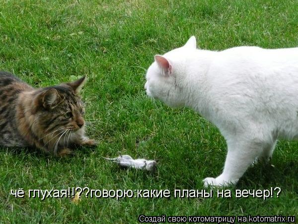 чё глухая!!??говорю:какие планы на вечер!?... Котоматрица: чё глухая!!??говорю:какие планы на вечер!?