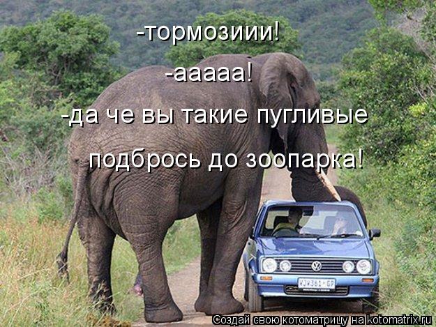 -ааааа! -да че вы такие пугливые подбрось до зоопарка! -тормозиии!... Котоматрица: -ааааа! -да че вы такие пугливые подбрось до зоопарка! -тормозиии!