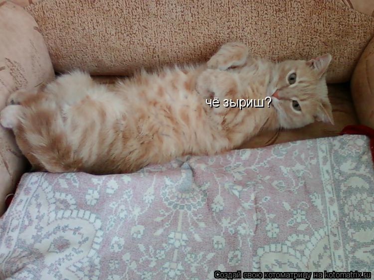 чё зыриш?... Котоматрица: чё зыриш?