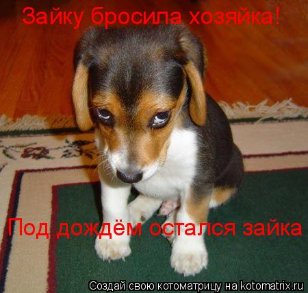 Зайку бросила хозяйка! Под дождём остался зайка... Котоматрица: Зайку бросила хозяйка! Под дождём остался зайка