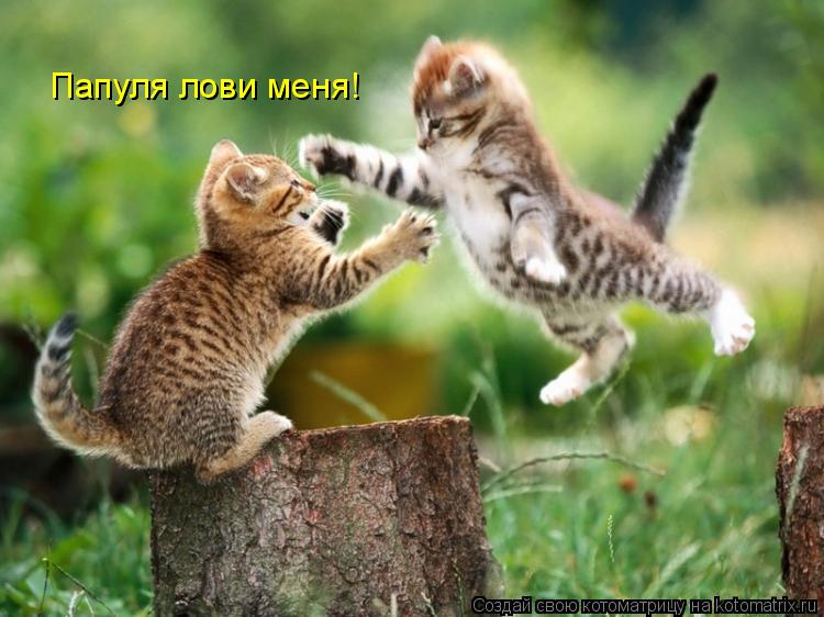 Папуля лови меня!... Котоматрица: Папуля лови меня!