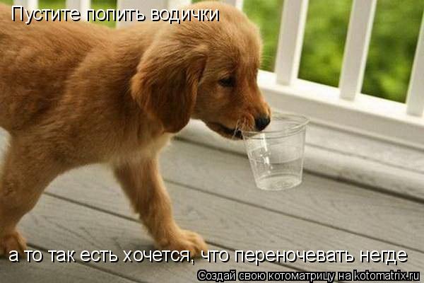 Пустите попить водички а то так есть хочется, что переночевать негде... Котоматрица: Пустите попить водички а то так есть хочется, что переночевать негде