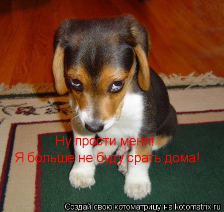 Ну прости меня! Я больше не буду срать дома!... Котоматрица: Ну прости меня! Я больше не буду срать дома!