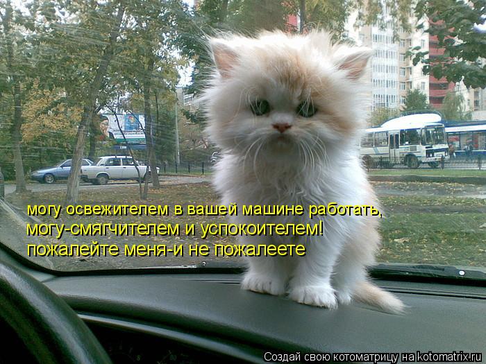 могу освежителем в вашей машине работать, могу-смягчителем и успокоителем! пожалейте меня-и не пожале... Котоматрица: могу освежителем в вашей машине работать, могу-смягчителем и успокоителем! пожалейте меня-и не пожалеете