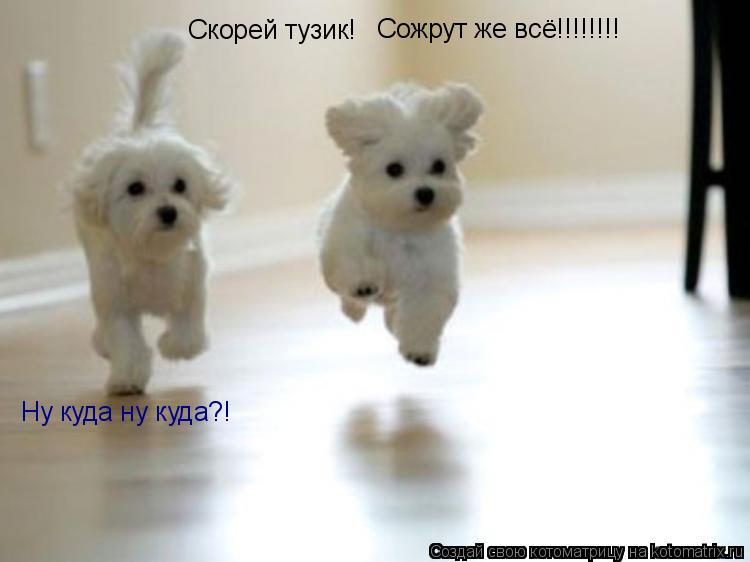 Скорей тузик! Сожрут же всё!!!!!!!! Ну куда ну куда?!... Котоматрица: Скорей тузик! Сожрут же всё!!!!!!!! Ну куда ну куда?!