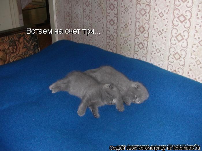 Встаем на счет три...... Котоматрица: Встаем на счет три...