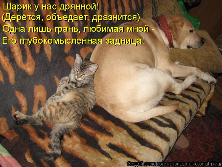 Шарик у нас дрянной! (Дерётся, объедает, дразнится) Его глубокомысленная задница! Одна лишь грань, л... Котоматрица: Шарик у нас дрянной! (Дерётся, объедает, дразнится) Его глубокомысленная задница! Одна лишь грань, любимая мной -