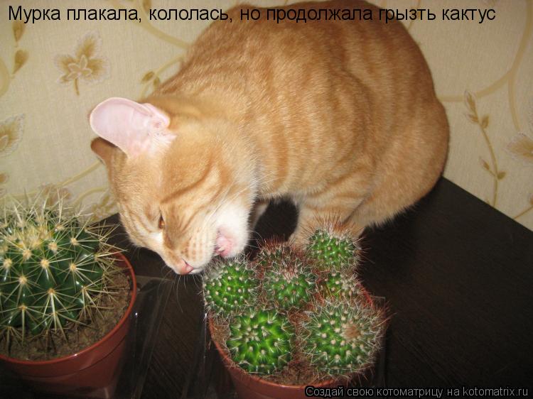 Мурка плакала, кололась, но продолжала грызть кактус... Котоматрица: Мурка плакала, кололась, но продолжала грызть кактус