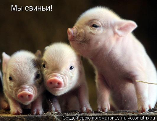Мы свиньи!... Котоматрица: Мы свиньи!