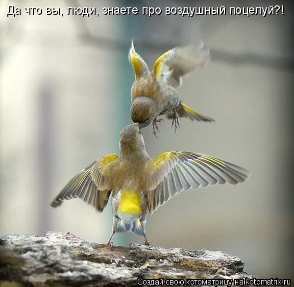 Да что вы, люди, знаете про воздушный поцелуй?!... Котоматрица: Да что вы, люди, знаете про воздушный поцелуй?!