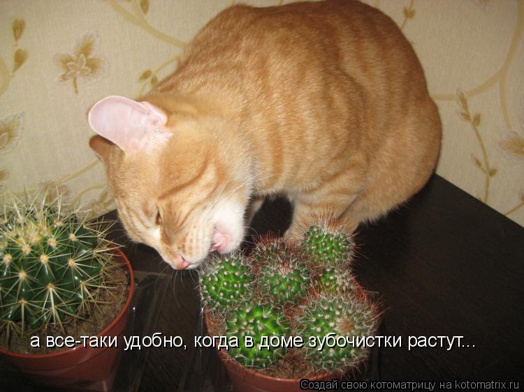 а все-таки удобно, когда в доме зубочистки растут...... Котоматрица: а все-таки удобно, когда в доме зубочистки растут...