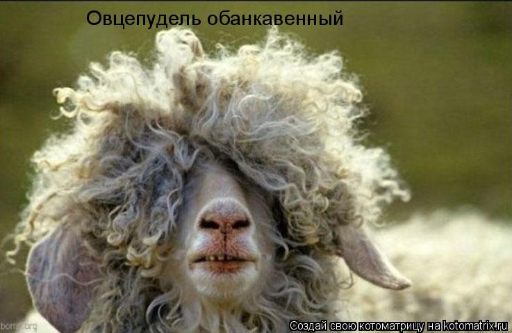 Овцепудель обанкавенный... Котоматрица: Овцепудель обанкавенный