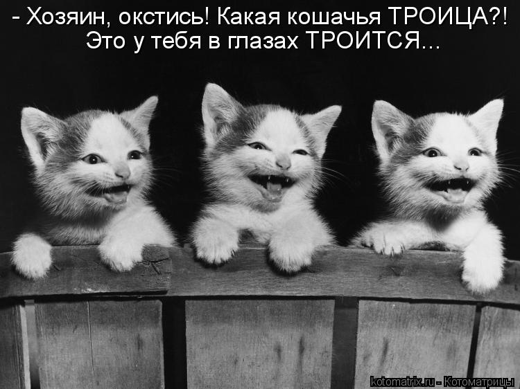 - Хозяин, окстись! Какая кошачья ТРОИЦА?! Это у тебя в глазах ТРОИТСЯ...... Котоматрица: - Хозяин, окстись! Какая кошачья ТРОИЦА?! Это у тебя в глазах ТРОИТСЯ...