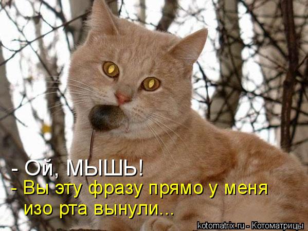 - Ой, МЫШЬ! - Вы эту фразу прямо у меня изо рта вынули...... Котоматрица: - Ой, МЫШЬ! - Вы эту фразу прямо у меня изо рта вынули...