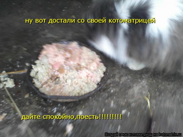 ну вот достали со своей котоматрицей дайте спокойно,поесть!!!!!!!!!... Котоматрица: ну вот достали со своей котоматрицей дайте спокойно,поесть!!!!!!!!!