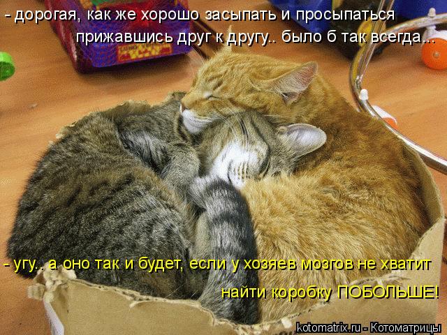 Котоматрица: - угу.. а оно так и будет, если у хозяев мозгов не хватит найти коробку ПОБОЛЬШЕ! - дорогая, как же хорошо засыпать и просыпаться прижавшись др