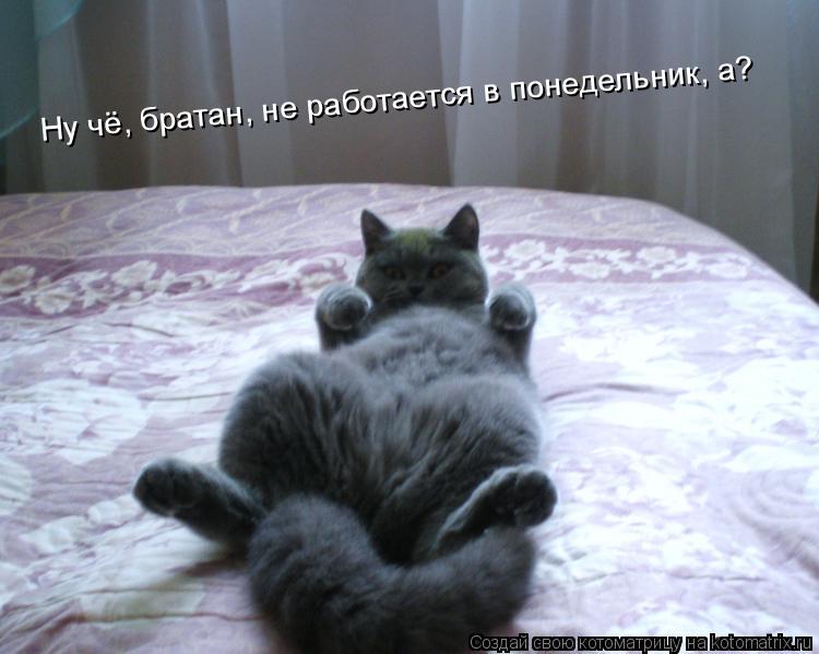 Ну чё, братан, не работается в понедельник, а?... Котоматрица: Ну чё, братан, не работается в понедельник, а?