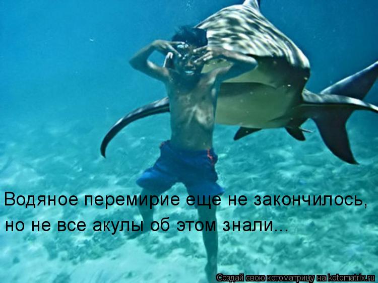 Водяное перемирие еще не закончилось, но не все акулы об этом знали...... Котоматрица: Водяное перемирие еще не закончилось, но не все акулы об этом знали...