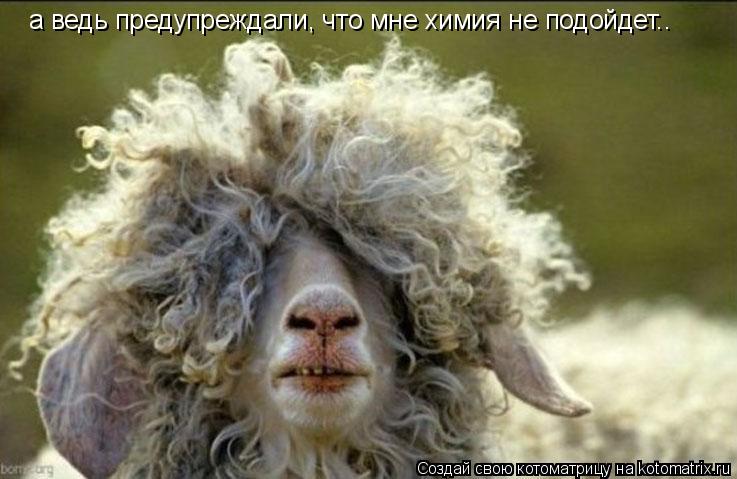 а ведь предупреждали, что мне химия не подойдет..... Котоматрица: а ведь предупреждали, что мне химия не подойдет..