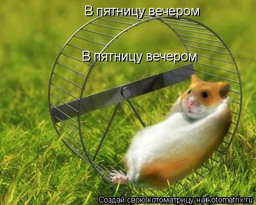 В пятницу вечером В пятницу вечером... Котоматрица: В пятницу вечером В пятницу вечером