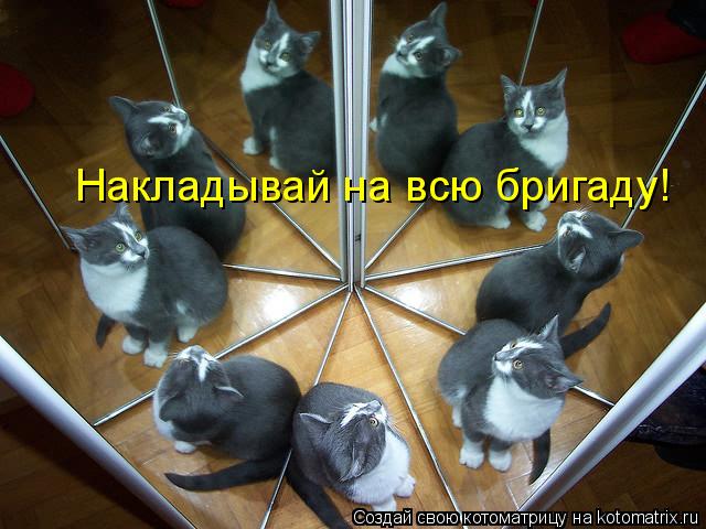 Накладывай на всю бригаду!... Котоматрица: Накладывай на всю бригаду!