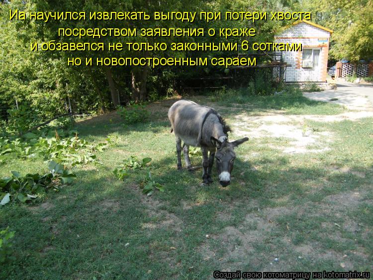 Иа научился извлекать выгоду при потери хвоста посредством заявления о краже и обзавелся не только за... Котоматрица: Иа научился извлекать выгоду при потери хвоста посредством заявления о краже и обзавелся не только законными 6 сотками но и новопостроенны