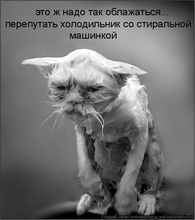 это ж надо так облажаться... перепутать холодильник со стиральной машинкой... Котоматрица: это ж надо так облажаться... перепутать холодильник со стиральной машинкой