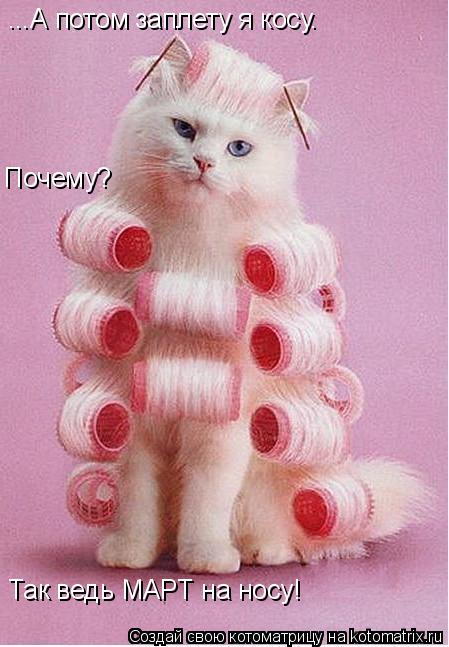 Почему? Так ведь МАРТ на носу! ...А потом заплету я косу.... Котоматрица: Почему? Так ведь МАРТ на носу! ...А потом заплету я косу.