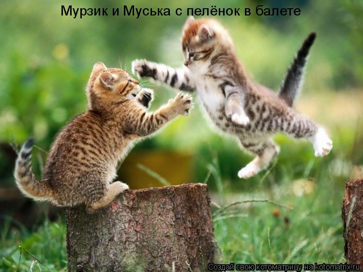 Мурзик и Муська с пелёнок в балете... Котоматрица: Мурзик и Муська с пелёнок в балете