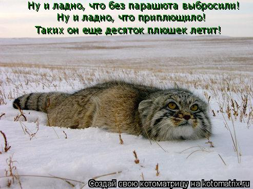 Ну и ладно, что без парашюта выбросили! Ну и ладно, что приплющило! Таких он еще десяток плюшек летит... Котоматрица: Ну и ладно, что без парашюта выбросили! Ну и ладно, что приплющило! Таких он еще десяток плюшек летит!