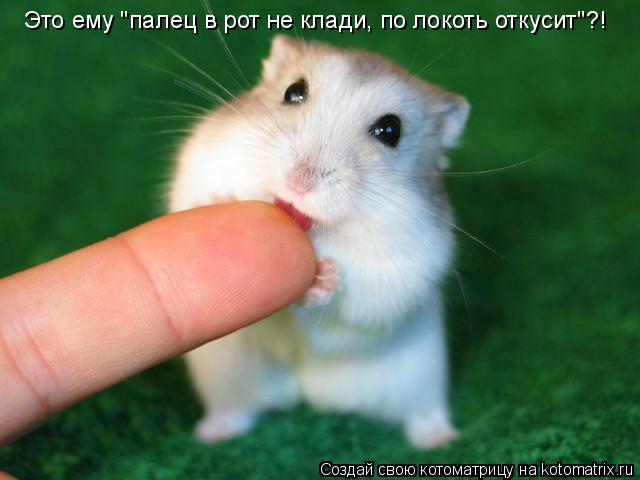 Это ему "палец в рот не клади, по локоть откусит"?!... Котоматрица: Это ему "палец в рот не клади, по локоть откусит"?!