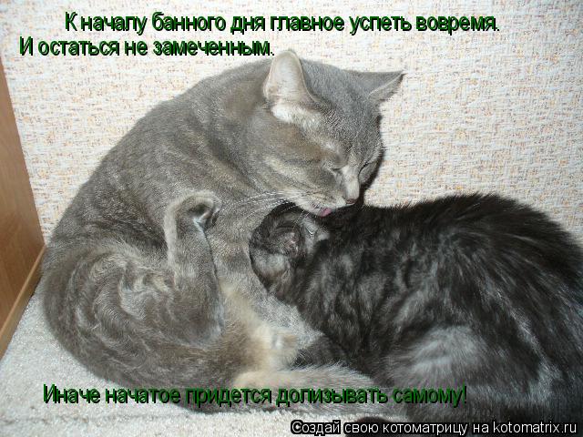 К началу банного дня главное успеть вовремя. И остаться не замеченным. Иначе начатое придется доли... Котоматрица: К началу банного дня главное успеть вовремя. И остаться не замеченным. Иначе начатое придется долизывать самому!