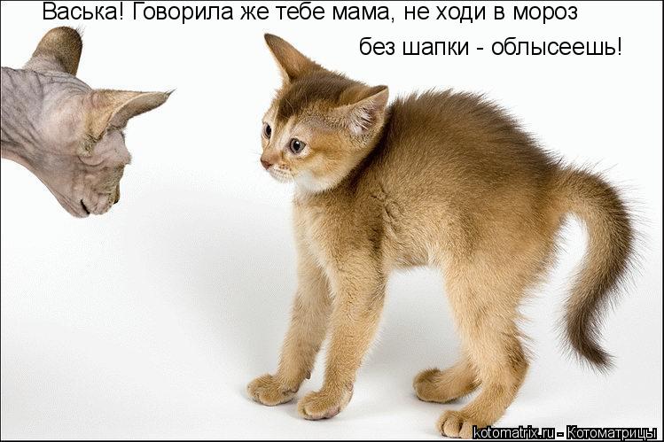 Васька! Говорила же тебе мама, не ходи в мороз без шапки - облысеешь!... Котоматрица: Васька! Говорила же тебе мама, не ходи в мороз без шапки - облысеешь!