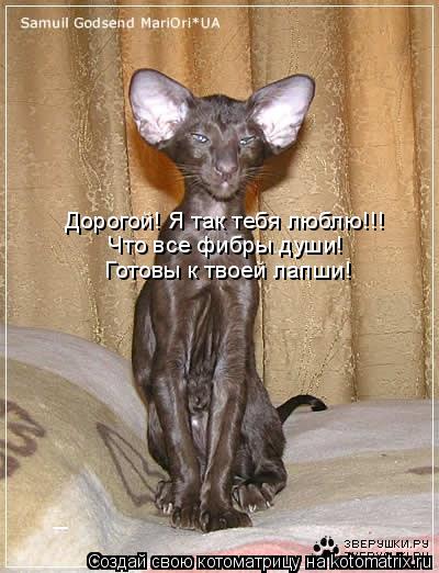 Дорогой! Я так тебя люблю!!! Что все фибры души! Готовы к твоей лапши!... Котоматрица: Дорогой! Я так тебя люблю!!! Что все фибры души! Готовы к твоей лапши!