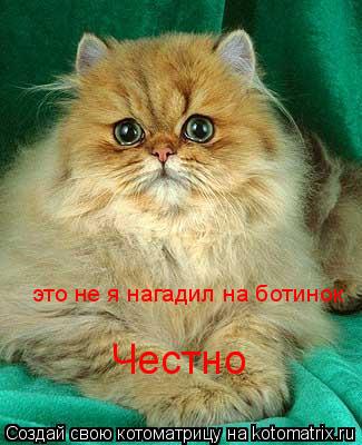 это не я нагадил на ботинок Честно... Котоматрица: это не я нагадил на ботинок Честно