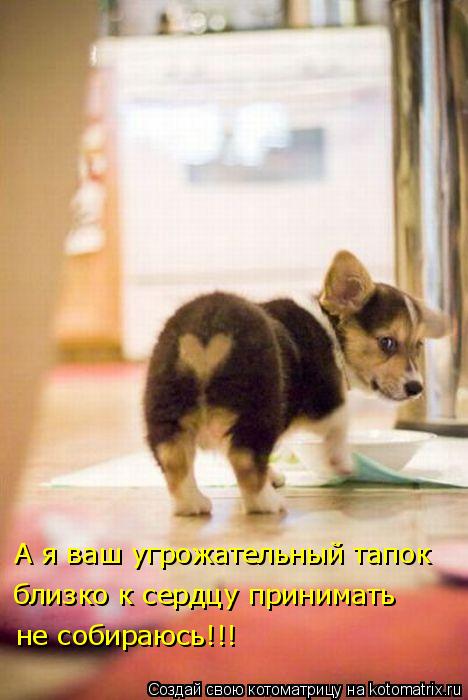 А я ваш угрожательный тапок близко к сердцу принимать не собираюсь!!!... Котоматрица: А я ваш угрожательный тапок близко к сердцу принимать не собираюсь!!!