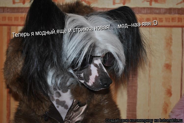Теперь я модный,ещё и стрижка новая! ....мод--наа-яяя :D... Котоматрица: Теперь я модный,ещё и стрижка новая! ....мод--наа-яяя :D